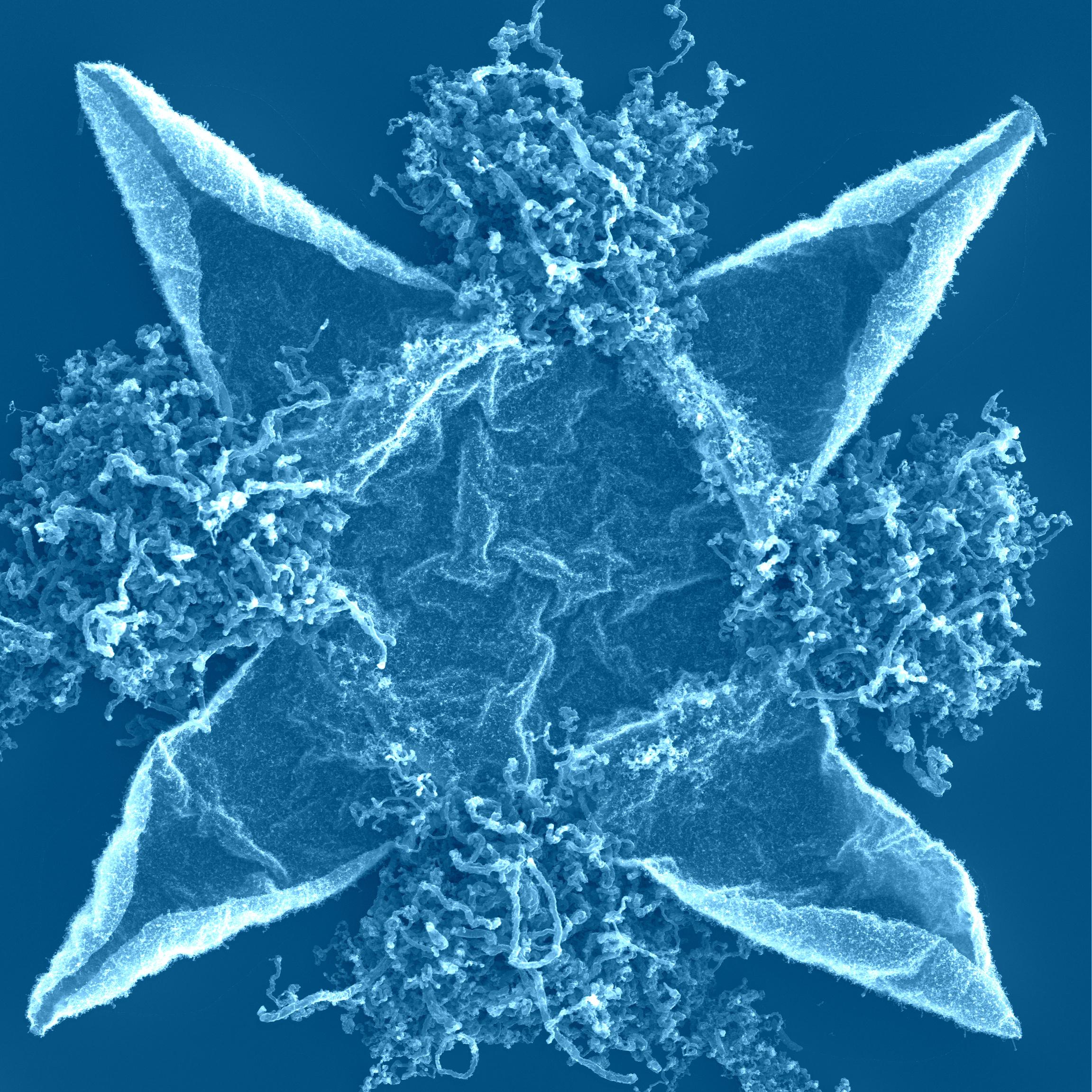 carbon nanotube formation on alignement mark